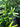Podocarpus macrophyllus (low growing)