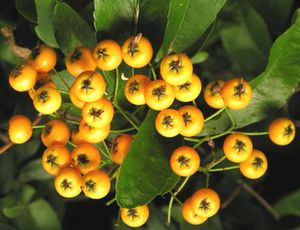 Pyracantha 'Yellow Berried' firethorn, dense clusters of clear yellow berries among small glossy evergreen leaves