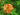 Rhododendron calendulaceum, flame azalea, funnel-shaped flowers in fiery yellow to orange and scarlet on an upright native shrub.