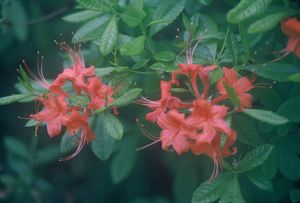 Rhododendron 'Pastel #04', native deciduous azalea, cluster of long-tubed pastel flowers with exserted stamens