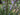 Rosmarinus officinalis "Tuscan Blue"
