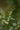 Sarcococca confusa