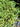 Smilax biflora var. biflora