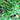 Vaccinium crassifolium native evergreen creeping blueberry