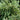 Vaccinium darrowii 'John Blue' evergreen blueberry shrub