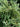 Vaccinium darrowii 'John Blue' evergreen blueberry shrub