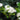 Viburnum nudum Winterthur shrub with berries and foliage
