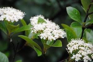 Viburnum nudum Winterthur shrub with berries and foliage