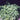 Xanthorhiza simplicissima native yellowroot ground cover