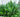 Aspidistra elatior