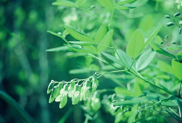 Baptisia megacarpa flowering native perennial in garden