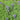 Baptisia minor, dwarf blue false indigo, indigo-blue flower spikes over blue-green foliage.