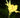 Canna flaccida