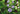 Dyschoriste oblongifolia