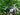 Iris brevicaulis