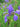 Iris sanguinea