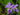 Iris tectorum (blue)