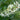 Elliottia racemosa, Georgia plume, erect plume of small white summer flowers on a rare native shrub.