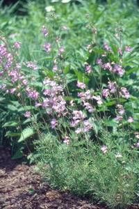 Penstemon dissectus, dissected beardtongue, spike of pinkish-violet tubular flowers above finely cut fern-like foliage