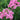 Phlox paniculata 'Shortwood', garden phlox, domed panicles of rose-pink flowers with a magenta eye on tall upright stems.