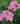 Phlox paniculata 'Shortwood', garden phlox, domed panicles of rose-pink flowers with a magenta eye on tall upright stems.