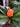 Rohdea japonica 'Claudia Phelps'
