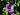 Ruellia caroliniensis