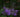 Salvia mexicana