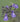 Salvia urticifolia