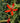 Silene regia