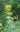 Silphium perfoliatum