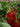 Spigelia marilandica