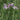 Tulbaghia violacea Society Garlic with lavender flowers