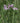 Tulbaghia violacea Society Garlic with lavender flowers