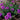Homestead Purple Verbena trailing perennial in bloom