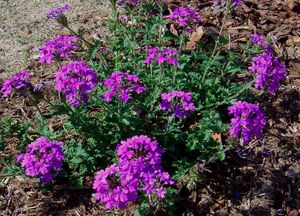 Homestead Purple Verbena trailing perennial in bloom