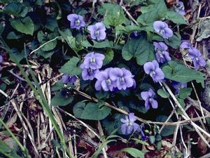 Viola walteri native ground cover with purple leaf underside