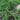Pleioblastus distichus 'Mini', dwarf running bamboo, tiny fern-like two-ranked leaves forming a low green carpet.