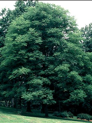 Gymnocladus dioicus, Kentucky coffeetree, large doubly compound leaves of a bold native shade tree.