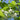 Halesia diptera