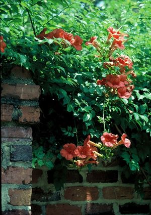 Campsis x tagliabuana 'Madame Galen', trumpet vine, cluster of orange-red trumpet flowers.