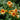 Campsis radicans 'Judy', yellow trumpet creeper, clear yellow trumpet flowers with dark throats on a climbing vine