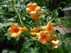 Campsis radicans 'Judy', yellow trumpet creeper, clear yellow trumpet flowers with dark throats on a climbing vine