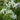 Clematis armandii, evergreen clematis, clusters of white star-shaped flowers among glossy dark leaves.