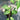 Ficus nipponica, Japanese climbing fig, pointed evergreen leaves of a self-clinging wall vine.