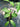 Ficus nipponica, Japanese climbing fig, pointed evergreen leaves of a self-clinging wall vine.