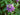 Passiflora x ‘Amethyst’