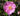 Rosa laevigata x 'Anemone'