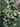 Schizophragma hydrangeoides 'Moonlight'