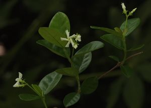 Confederate Jasmine Trachelospermum jasminoides vine